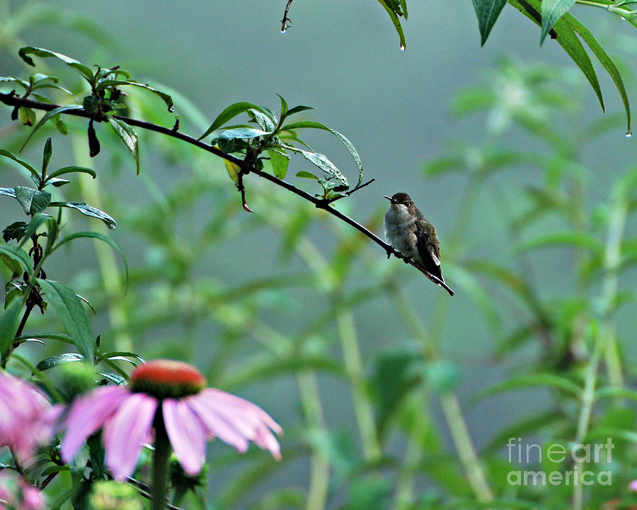 Misty Morning Humming Bird Photograph by Lila Fisher-Wenzel