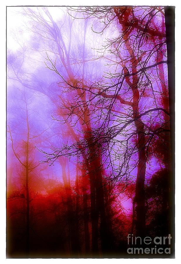 Tree Photograph - Misty Morning by Judi Bagwell