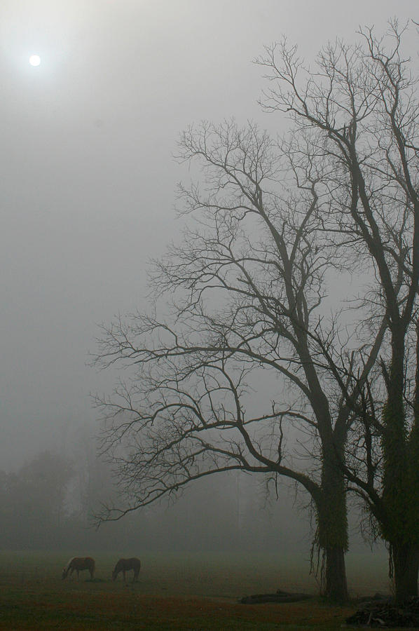 Misty Morning Photograph by Karen Harrison Brown