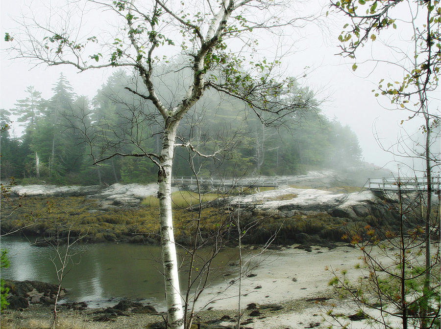 Misty Morning Photograph by Marilyn Marchant
