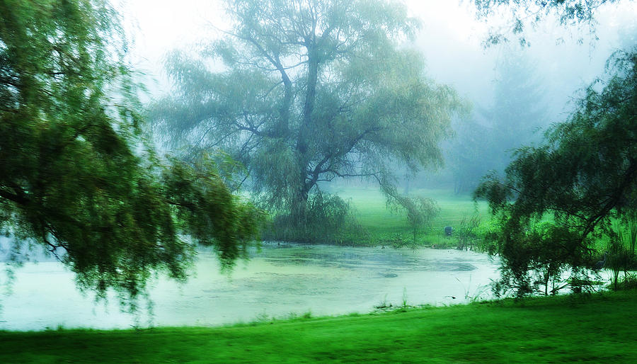 Tree Photograph - Misty Morning by Mary Frances