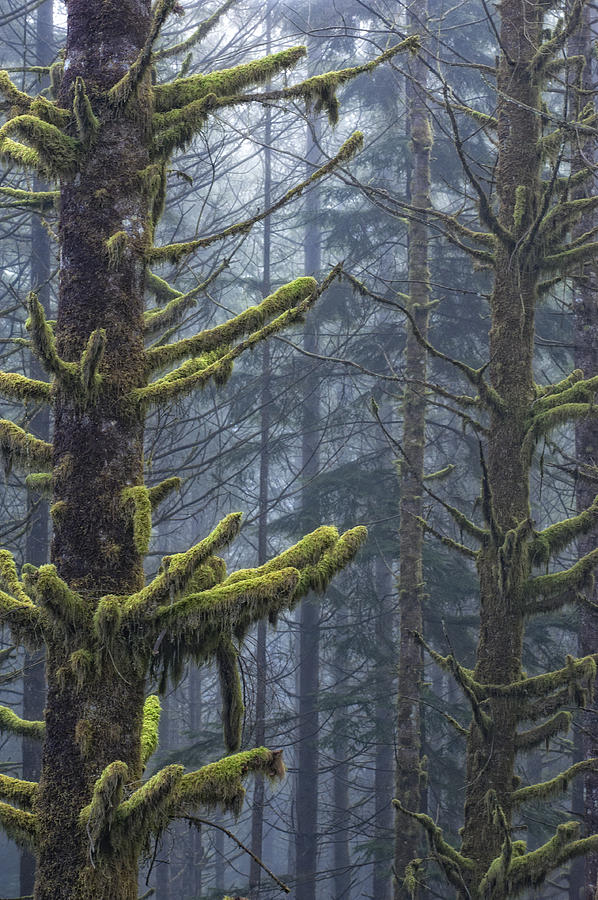 Misty Mystical Moss Forest Photograph by Paul W Sharpe Aka Wizard of Wonders