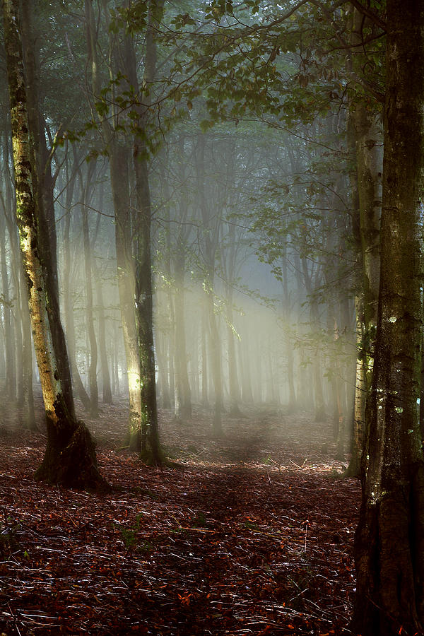 Tree Photograph - Misty Path by Kris Dutson