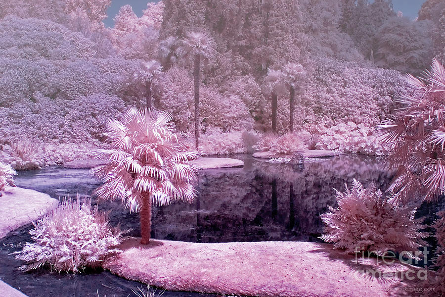 Misty Pink Paradise Infrared Photography Photograph By Steven Cragg
