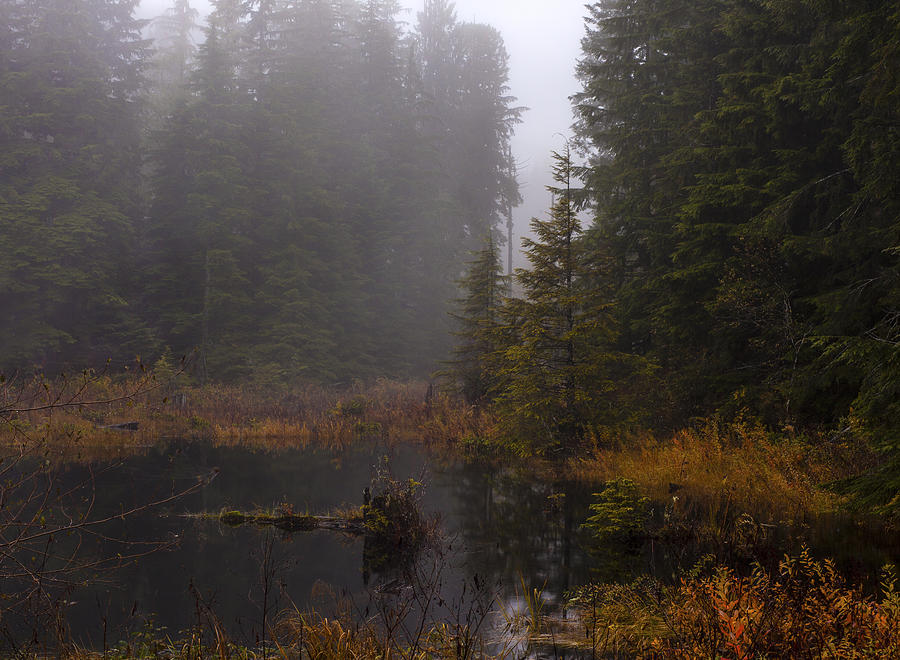 Fall Photograph - Misty Solitude by Mike Reid