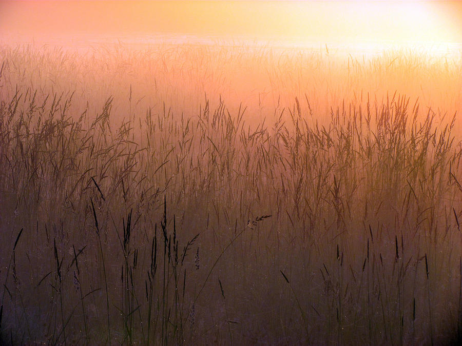 Misty Sunrise Photograph by Iina Van Lawick