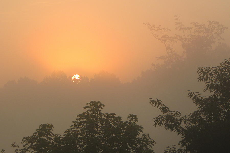 Tree Photograph - Misty Sunrise by JD Grimes