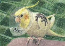 Mitchies Got an Owie - ACEO Drawing by Ana Tirolese Mitchies Got an Owie - ACEO Drawing by Ana Tirolese