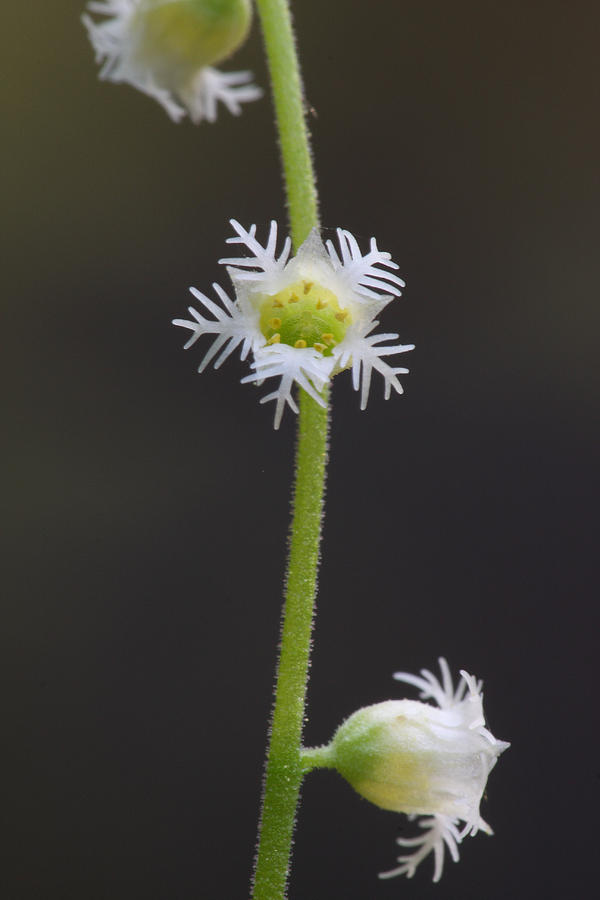 Miterwort Flowers Photograph by Daniel Reed
