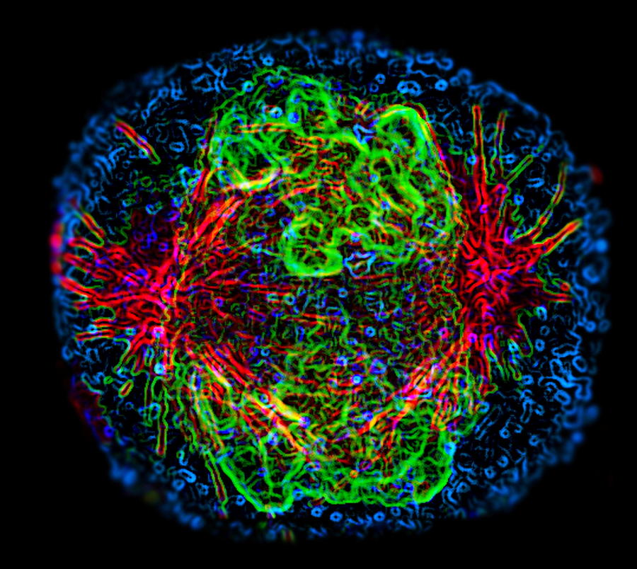 Mitosis Photograph by Dr Paul Andrews, University Of Dundee - Fine Art ...