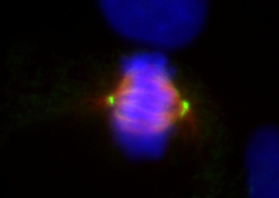 Map Photograph - Mitosis, Fluorescence Micrograph by Robert Mcneil, Baylor College Of Medicine