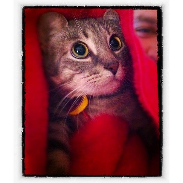Cat Photograph - #mitsu All Bundled Up by Omar Elsebai