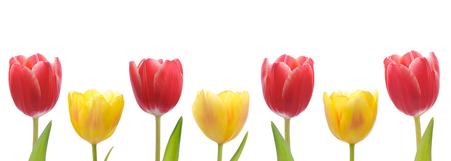 Tulips Photograph - Mixed Tulips Row by Amanda Elwell