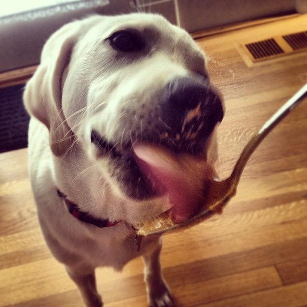 Lily Photograph - Mmmmm Peanut Butter Time <3 #lily #pup by Becky Gonzalez