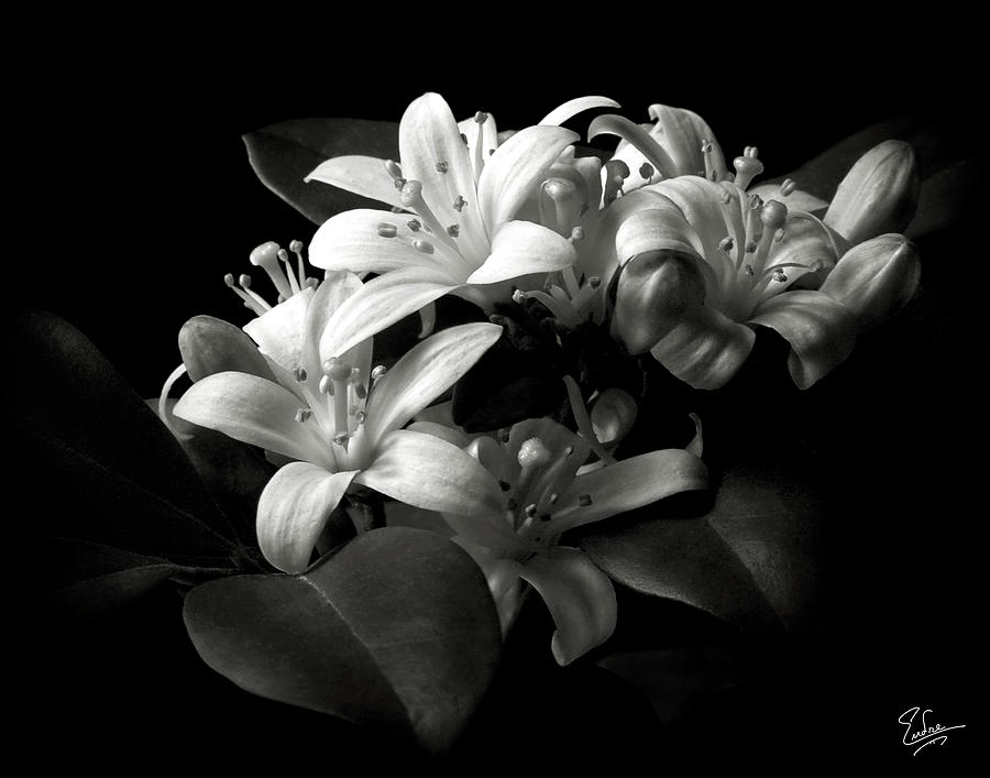 Mock Orange in Black and White Photograph by Endre Balogh