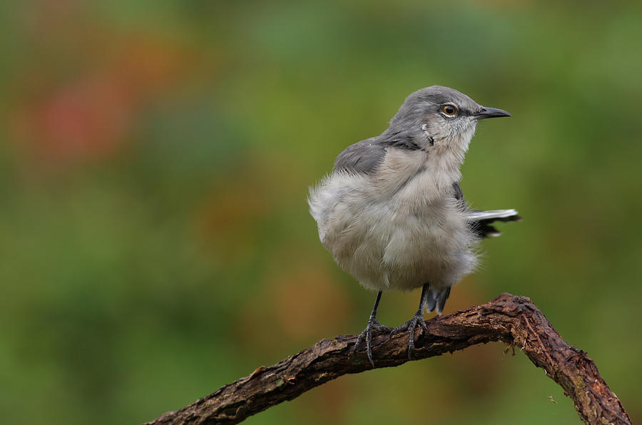 Mocking Bird Perched In The Wind Photograph by Daniel Reed