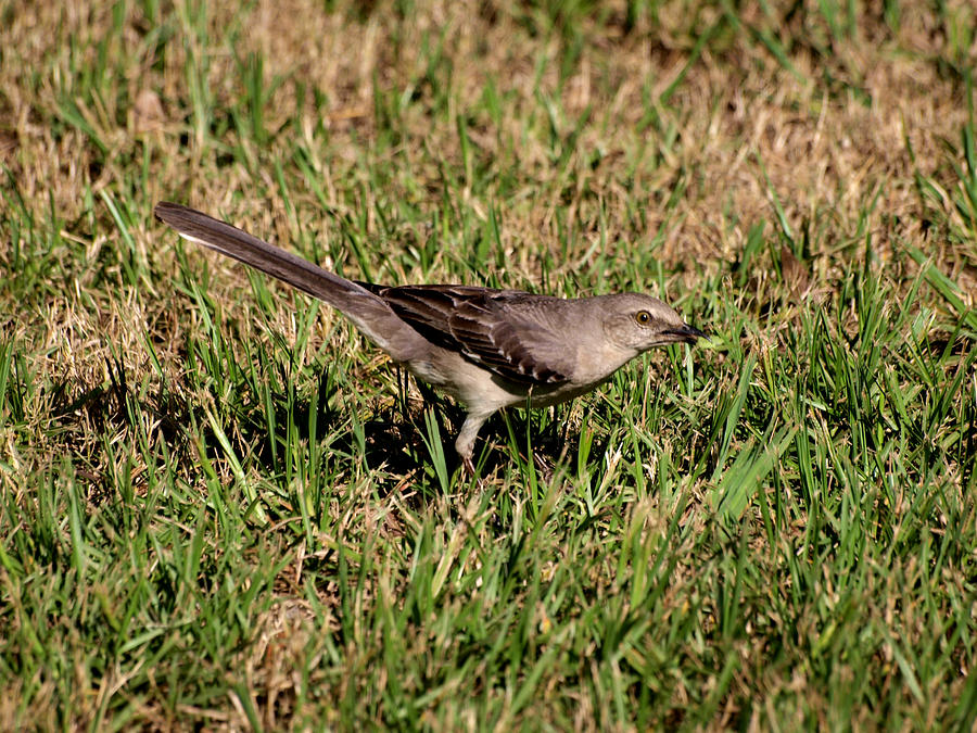 Mockingbird Photograph by Joshua House