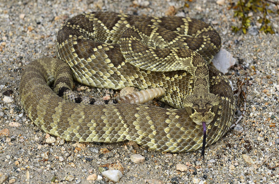 Coiled Rattlesnake Drawings