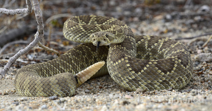 Mojave Green Rattlesnake  Photograph by Bob Christopher