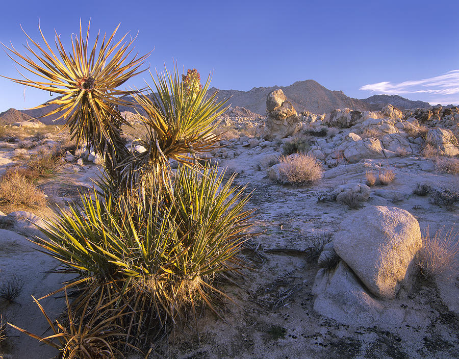 Mojave Yucca In Rocky Landscape Mojave Photograph by Tim Fitzharris