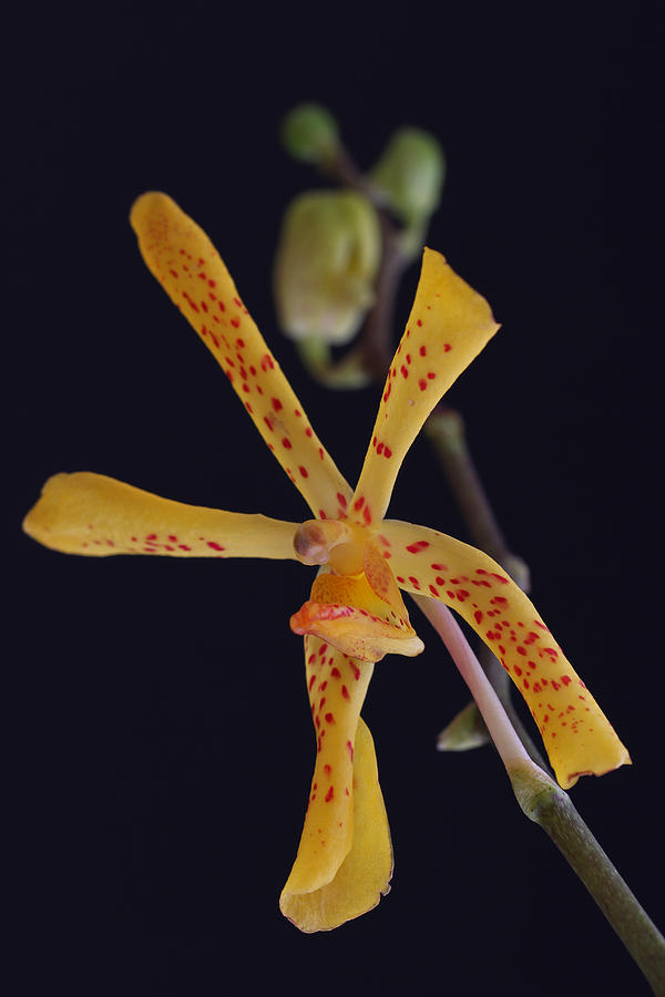Orchid Photograph - Mokara Orchid Art by Juergen Roth