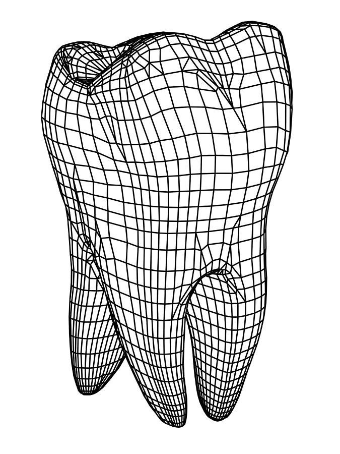 molar tooth drawing