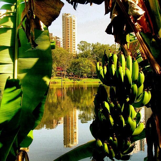 Nature Photograph - Moldura De Banana #lagoigapó #igapó by Gogliardo Maragno