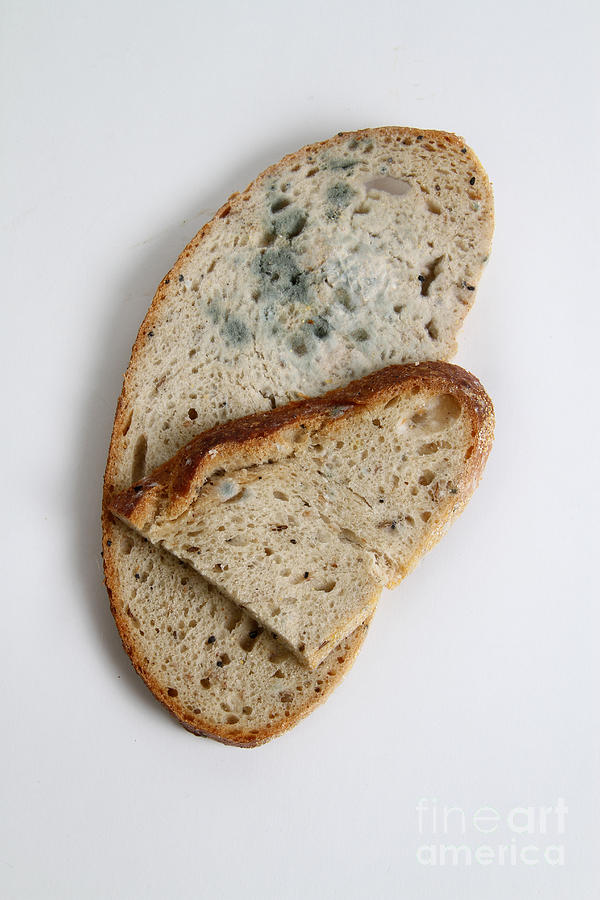 Biology Photograph - Moldy Bread by Photo Researchers