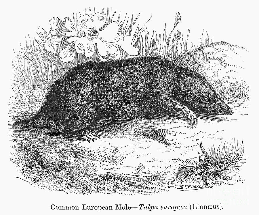 Mole Photograph by Granger