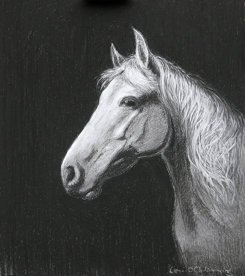 Horse Drawing - Mollie by TOMAS OMaoldomhnaigh