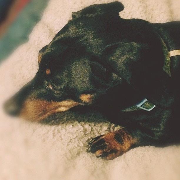 Dog Photograph - Molly 😂😂😂😂#dachshund by Robb Needham