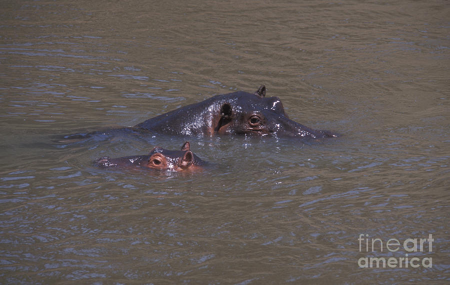 Hippopotamus Photograph - Mom and Baby in the Mara River by Sandra Bronstein