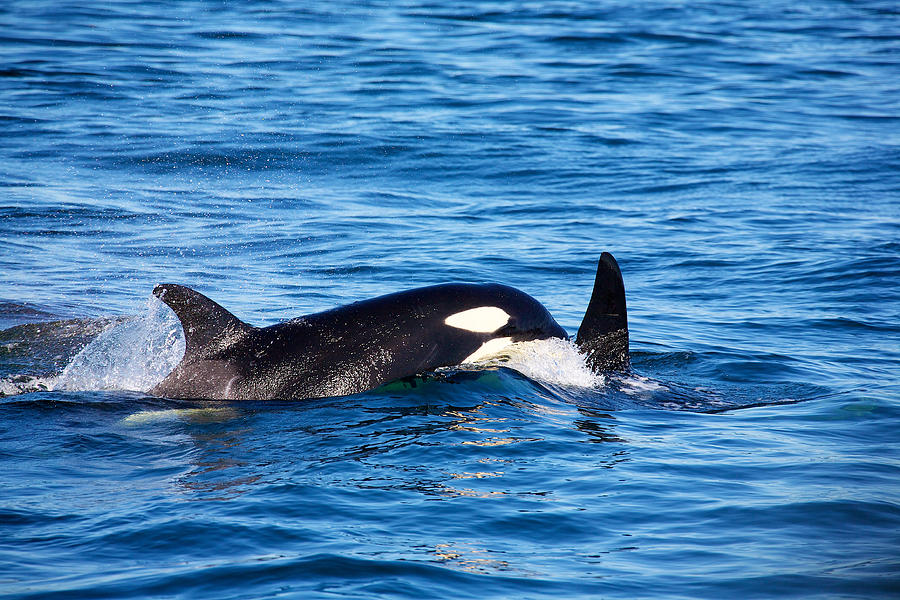 Wildlife Photograph - Mom and baby killer whale by Ivan SABO