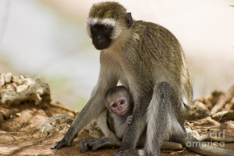 Mom and Baby Monkey Photograph by Darcy Michaelchuk