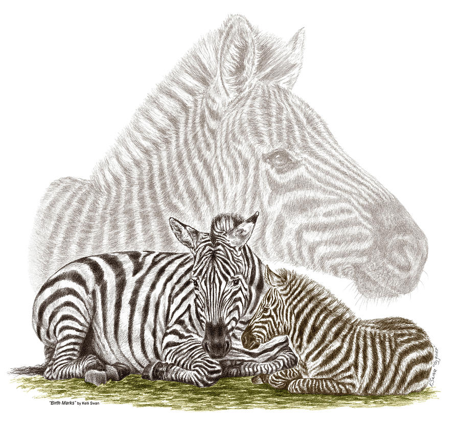 Mom and Baby Zebra Art Drawing by Kelli Swan