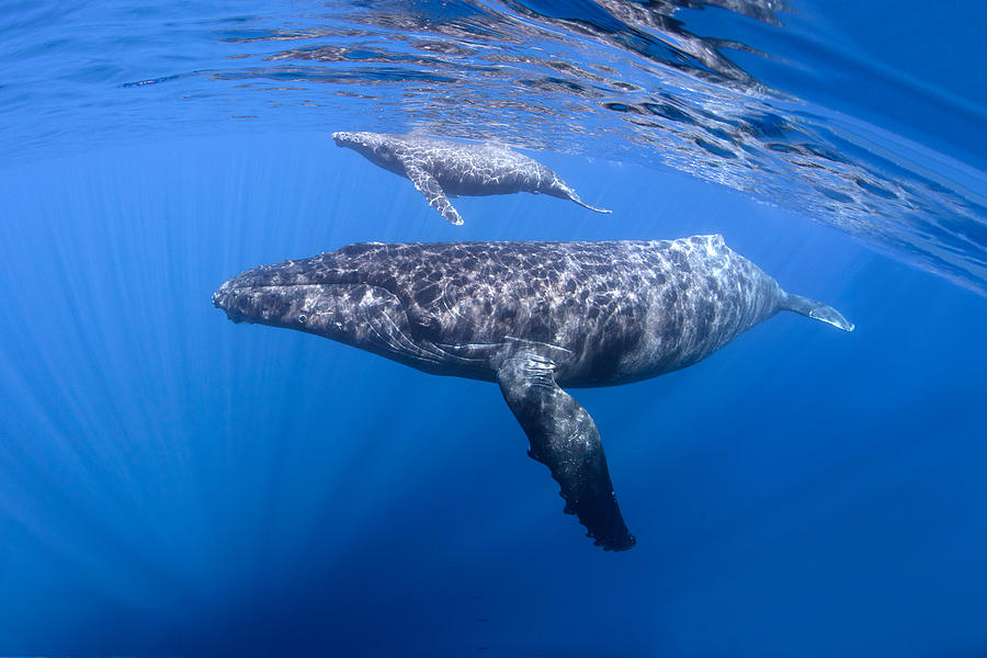 Mom and Calf Humpback Whales Photograph by David Olsen