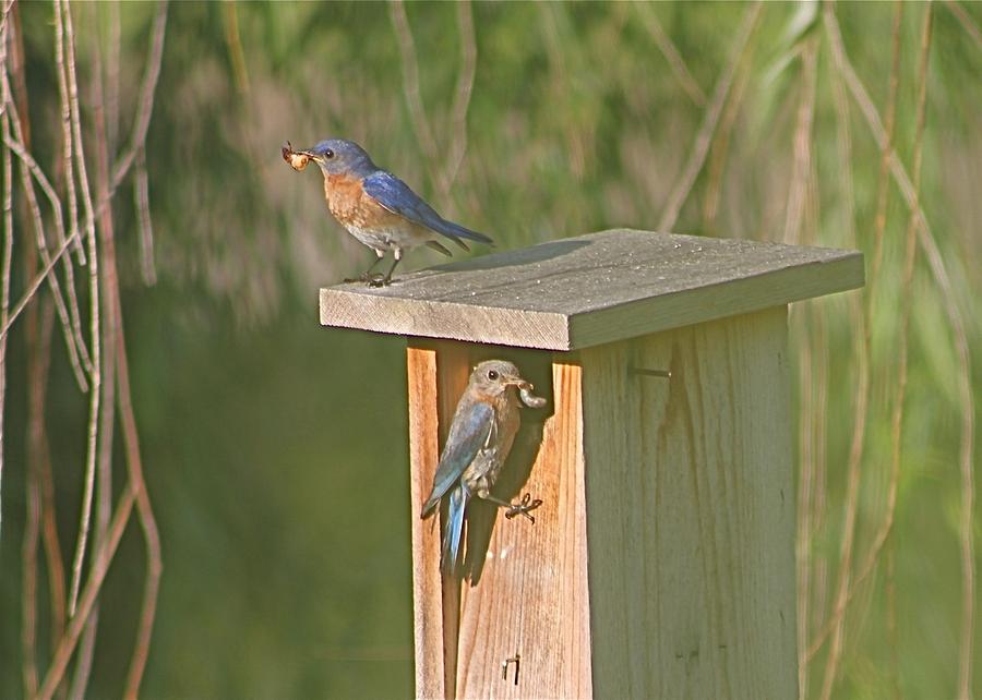 Mom and Dad Bluebird Bringing Home Lunch Photograph by Jeanne Juhos