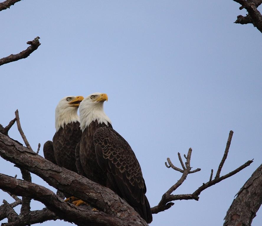 Mom and Dad Eagles Photograph by Jeanne Andrews