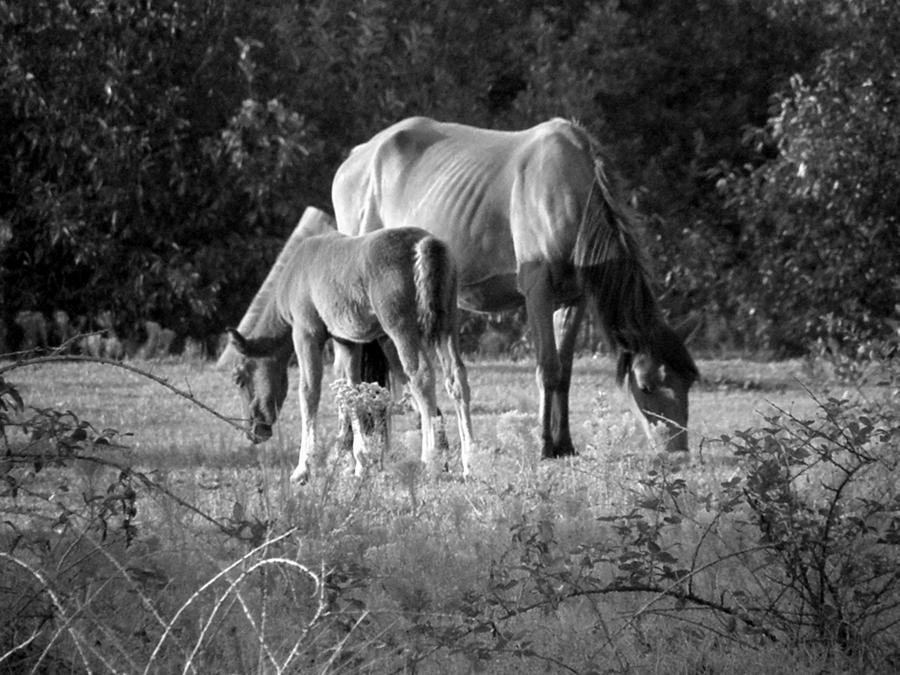 Mom and Foal grazing at sunset Photograph by Kim Galluzzo