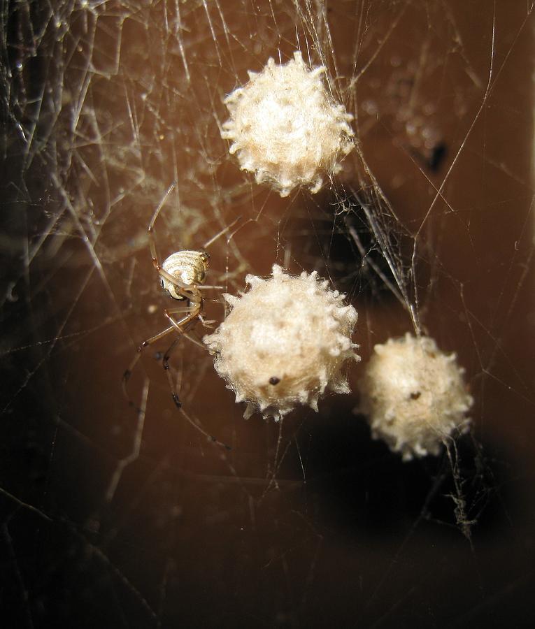 Mom Spider And The Triplets Photograph by John King I I I