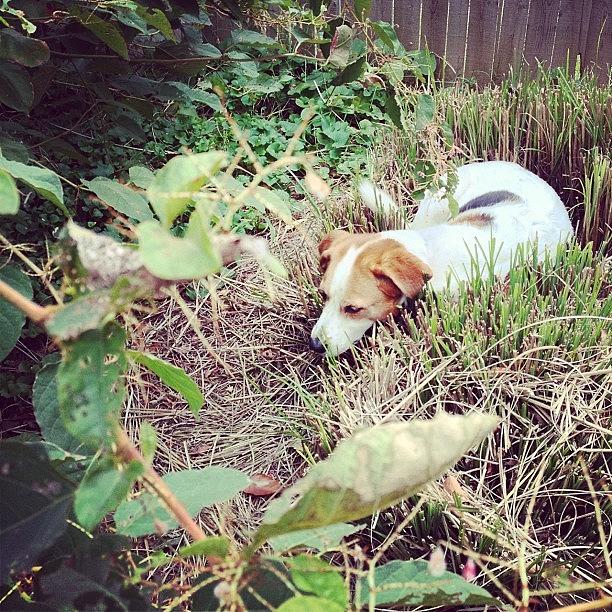 Mom Did Some Yard Work And Daisy Found Photograph by Melissa Lutes