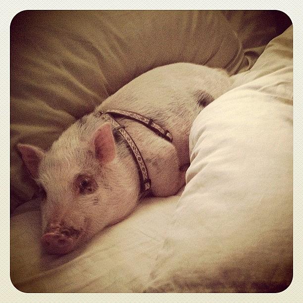 Pig Photograph - Mom Why Do We Have To Get Outta #bed? by Adriana Ospina