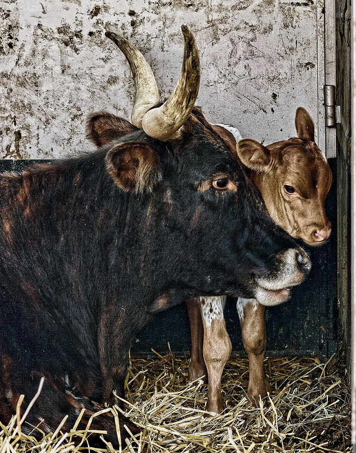 Cow Photograph - Mom with Calf IMG 9526 by Torrey E Smith