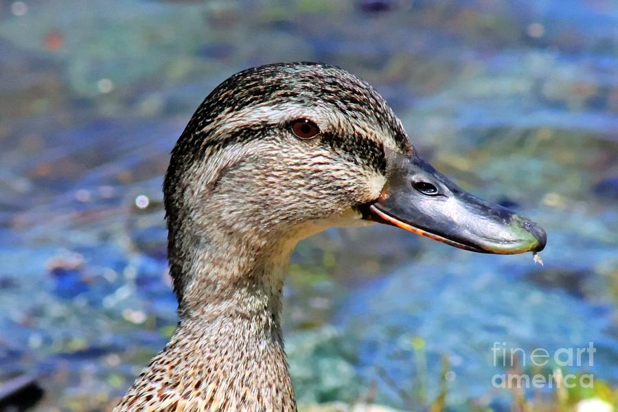 Moma Duck At Mount Shasta Lake California  Photograph by Tap On Photo