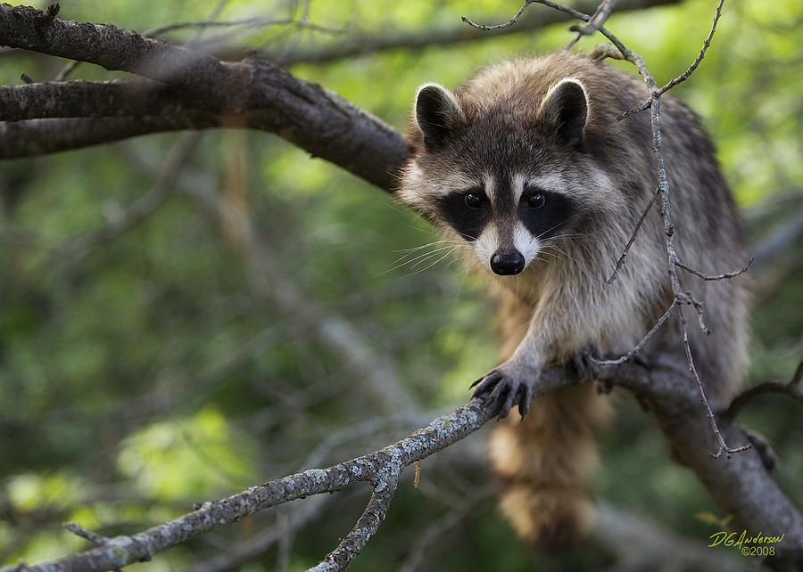 Momma Raccoon Photograph by Don Anderson