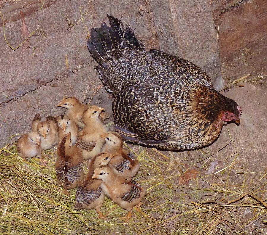 Mommy Hen and Her Brood Photograph by Jeanette Oberholtzer