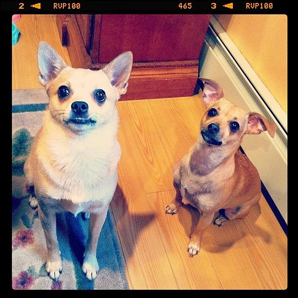 Chihuahua Photograph - Mommy Is Home! & She Has Treats For by Rosa Leon