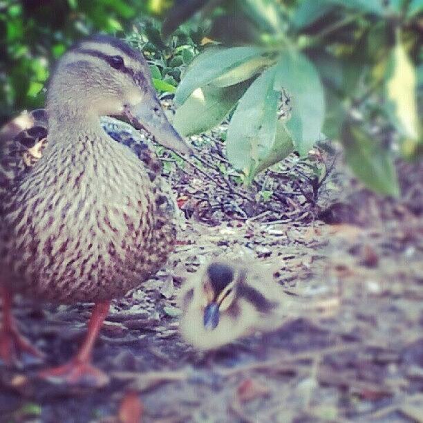 Duck Photograph - #mommyandbaby #duck #duckling #nature by Diana Lovett