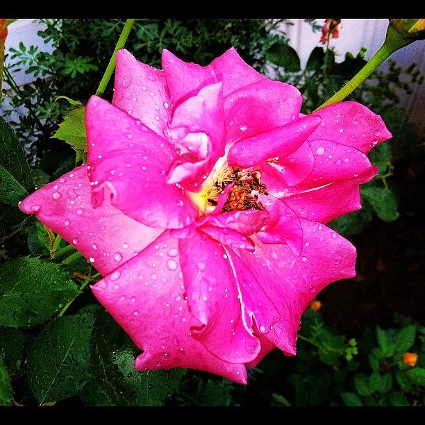 Flowers Still Life Photograph - Moms Flowers. #flower #rose #pink by Ramiro Rosas