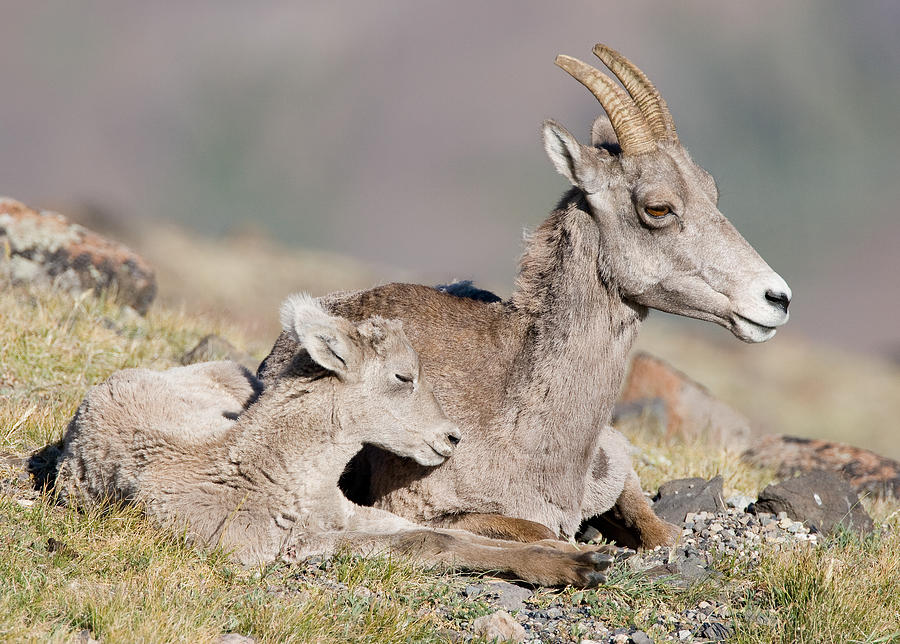 Moms Make the Best Pillows Photograph by Max Waugh